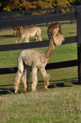 alpaca for sale