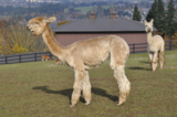alpaca for sale