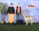 alpaca for sale