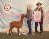 alpaca for sale