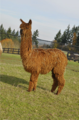 alpaca for sale
