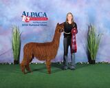 alpaca for sale