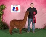 alpaca for sale