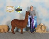 alpaca for sale