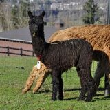 alpaca for sale