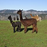 alpaca for sale