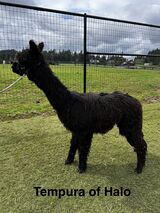 alpaca for sale