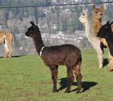 alpaca for sale