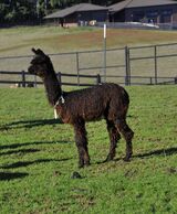 alpaca for sale