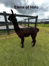 alpaca for sale