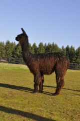 alpaca for sale