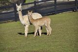 alpaca for sale
