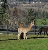 alpaca for sale