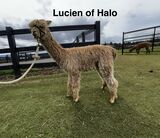 alpaca for sale