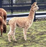 alpaca for sale