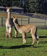 alpaca for sale