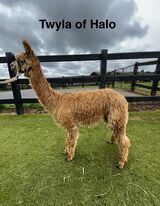 alpaca for sale