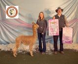 alpaca for sale