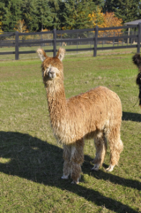 alpaca for sale