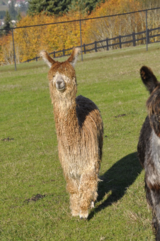 alpaca for sale