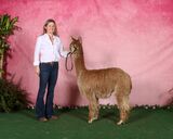 alpaca for sale