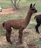 alpaca for sale