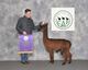 alpaca for sale