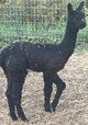 alpaca for sale