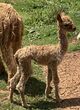 alpaca for sale
