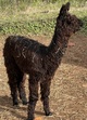 alpaca for sale