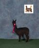 alpaca for sale