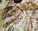 alpaca for sale
