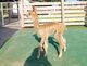 alpaca for sale