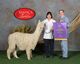alpaca for sale