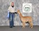 alpaca for sale