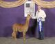 alpaca for sale