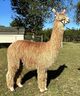 alpaca for sale