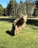 alpaca for sale