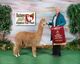 alpaca for sale