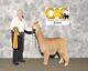 alpaca for sale