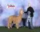 alpaca for sale