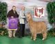 alpaca for sale