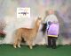 alpaca for sale