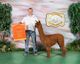 alpaca for sale