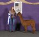 alpaca for sale
