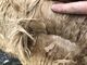 alpaca for sale