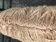 alpaca for sale