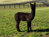alpaca for sale