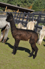 alpaca for sale
