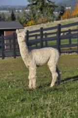 alpaca for sale